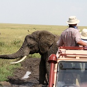 Elephant, Serengeti, Tanzania 0301.jpg