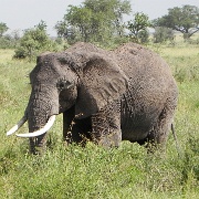 Elephant, Serengeti, Tanzania 0305.jpg
