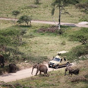 Elephants, Nabi Gate, Serengeti 0027.jpg