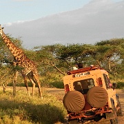 Giraffe, Serengeti, Tanzania 0169.jpg