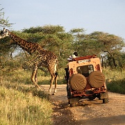 Giraffe, Serengeti, Tanzania 0171.jpg