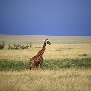 Giraffe, Serengeti, Tanzania 0173.jpg