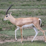 Grants gazelle, Serengeti, Tanzania 0195.jpg