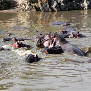 Hippo pool, Serengeti, Tanzania 0135.jpg