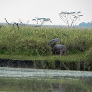 Hippos, Serengeti, Tanzania 0107.jpg