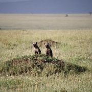 Hyenas, Serengeti, Tanzania 0175.jpg