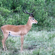 Impala, Serengeti, Tanzania 0133.jpg