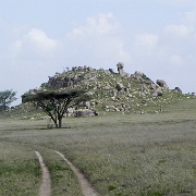 Kopje, Serengeti, Tanzania 0225.jpg