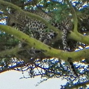 Leopard, Serengeti, Tanzania 0125.jpg