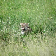 Leopard, Serengeti, Tanzania 0311.jpg