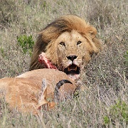 Lion and hartebeest kill, Serengeti 0217.jpg