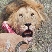 Lion and hartebeest kill, Serengeti 0219.jpg