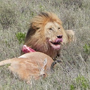 Lion and hartebeest kill, Serengeti 0221.jpg
