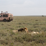 Lion and hartebeest kill, Serengeti 0223.jpg