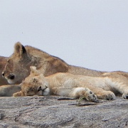 Lion pride on kopje, Serengeti 0231.jpg