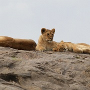 Lion pride on kopje, Serengeti 0235.jpg