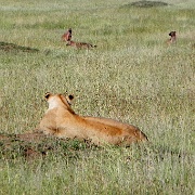Lion, Hyenas, Serengeti, Tanzania  0183.jpg