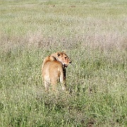 Lion, Hyenas, Serengeti, Tanzania 0179.jpg