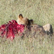 Lion, Hyenas, Serengeti, Tanzania 0187.jpg