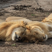 Lions, Serengeti, Tanzania 0037.jpg