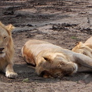 Lions, Serengeti, Tanzania 0045.jpg