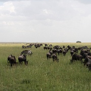 Mini migration, Serengeti, Tanzania 0307.jpg