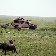Serengeti 0289.jpg