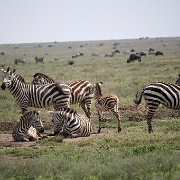 Serengeti, Tanzania 0015.jpg