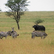 Serengeti, Tanzania 0113.jpg