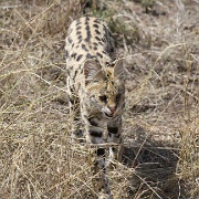 Serval, Serengeti.jpg