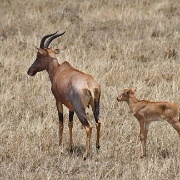 Topi and calf, Serengeti.jpg