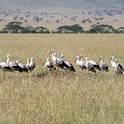 White storks, Serengeti, Tanzania 0375.jpg