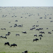 Wildebeest migration February, Serengeti, Tanzania 0273.jpg