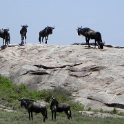 Wildebeest, Serengeti 0281.jpg