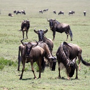 Wildebeest, Serengeti 0285.jpg