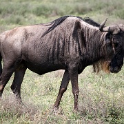 Wildebeest, Serengeti, Tanzania 0007.jpg