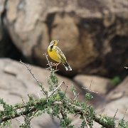 Yellow Chested Long Claw, Serengeti 0355.jpg