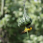 Yellow Weaver, Serengeti, Tanzania 0317.jpg