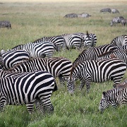 Zebras, Serengeti, Tanzania 0033.jpg