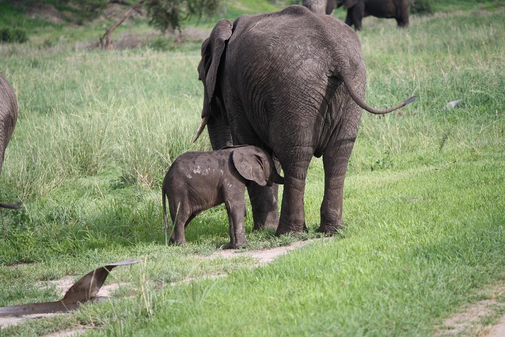 Baby Elephant, Tarangire National Park 080