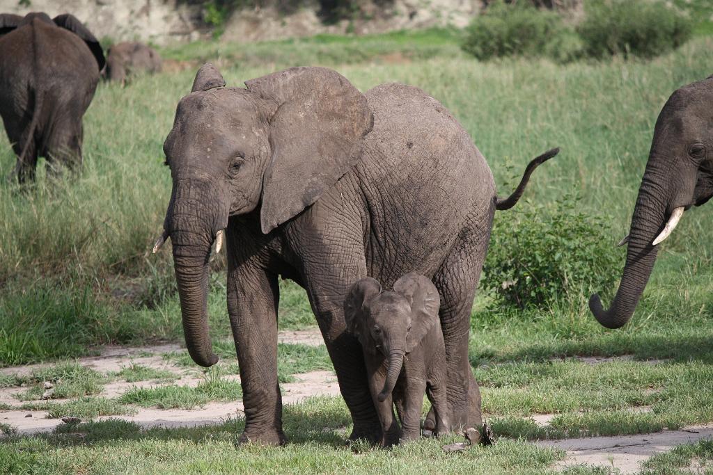 Baby Elephant, Tarangire National Park 085