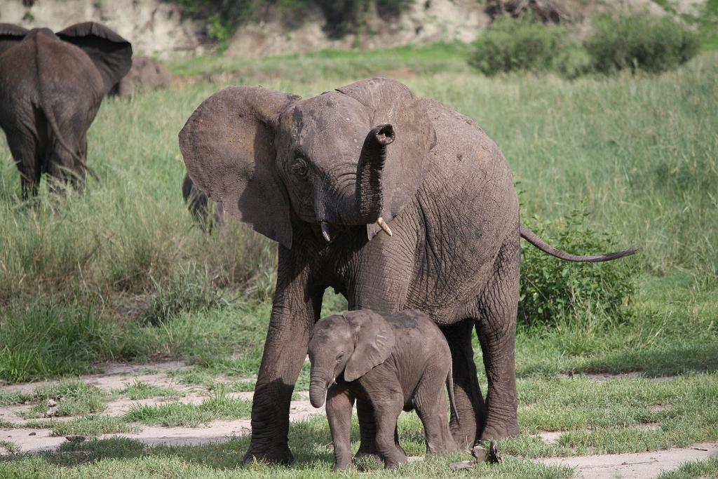 Baby Elephant, Tarangire National Park 090
