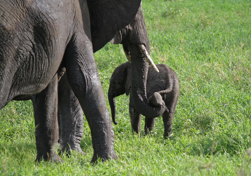 Baby Elephant, Tarangire National Park 097