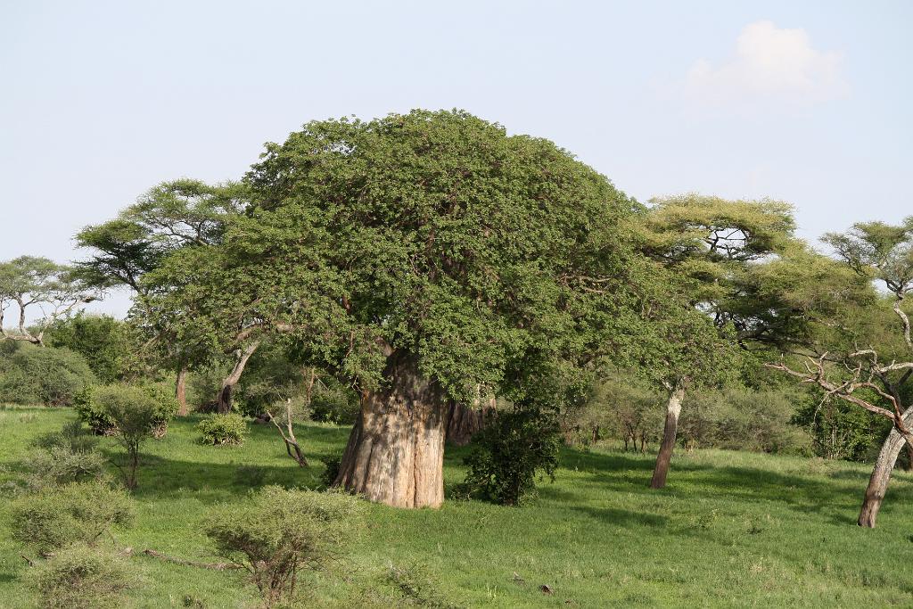 Baobab tree, Tarangire National Park 125