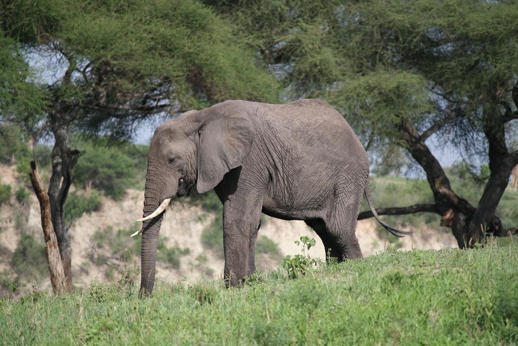 Elephant, Tarangire National Park 048