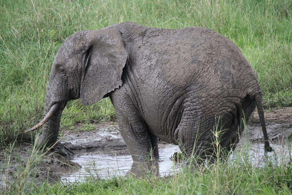 Elephant, Tarangire National Park 052