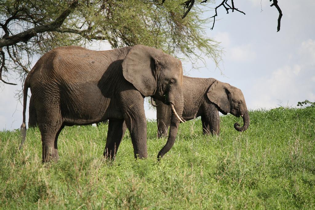 Elephants, Tarangire National Park 035