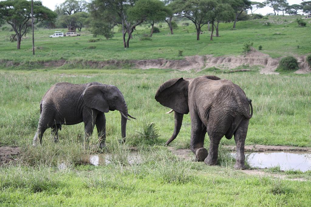 Elephants, Tarangire National Park 054
