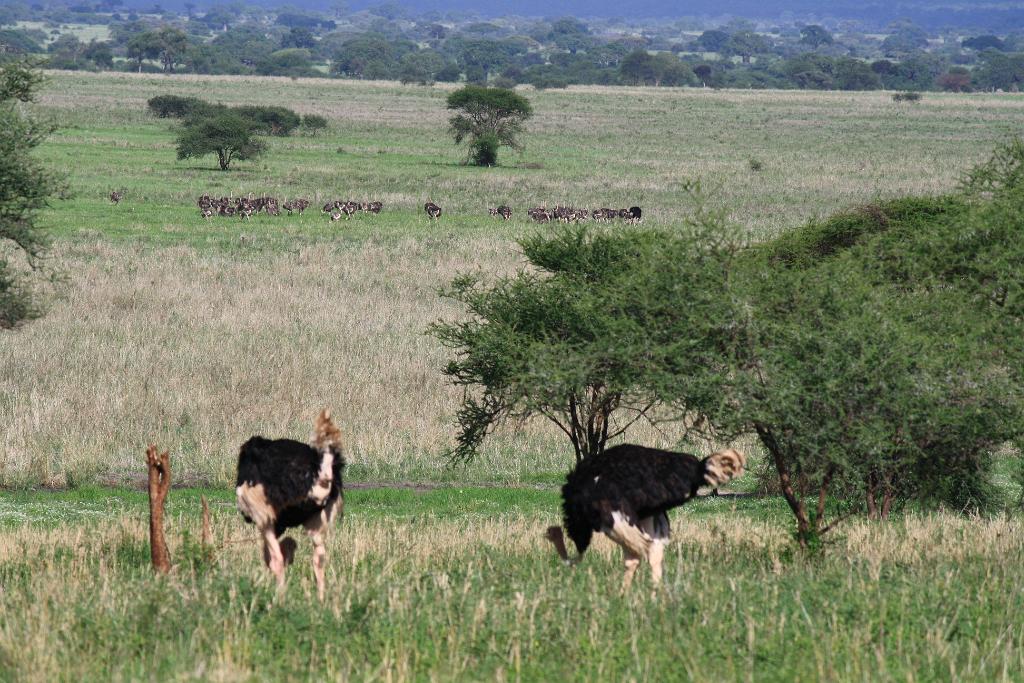 Ostriches, Tarangire National Park133