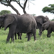 Baby Elephant, Tarangire National Park 092.JPG